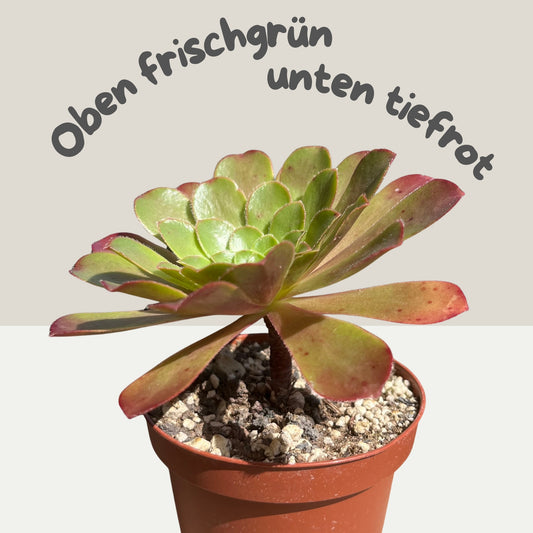 Aeonium Einzelstück