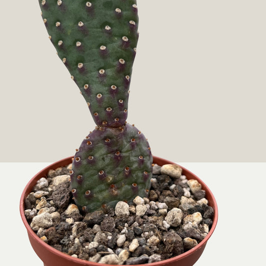 Opuntia basilaris var. caudata 9cm Topf