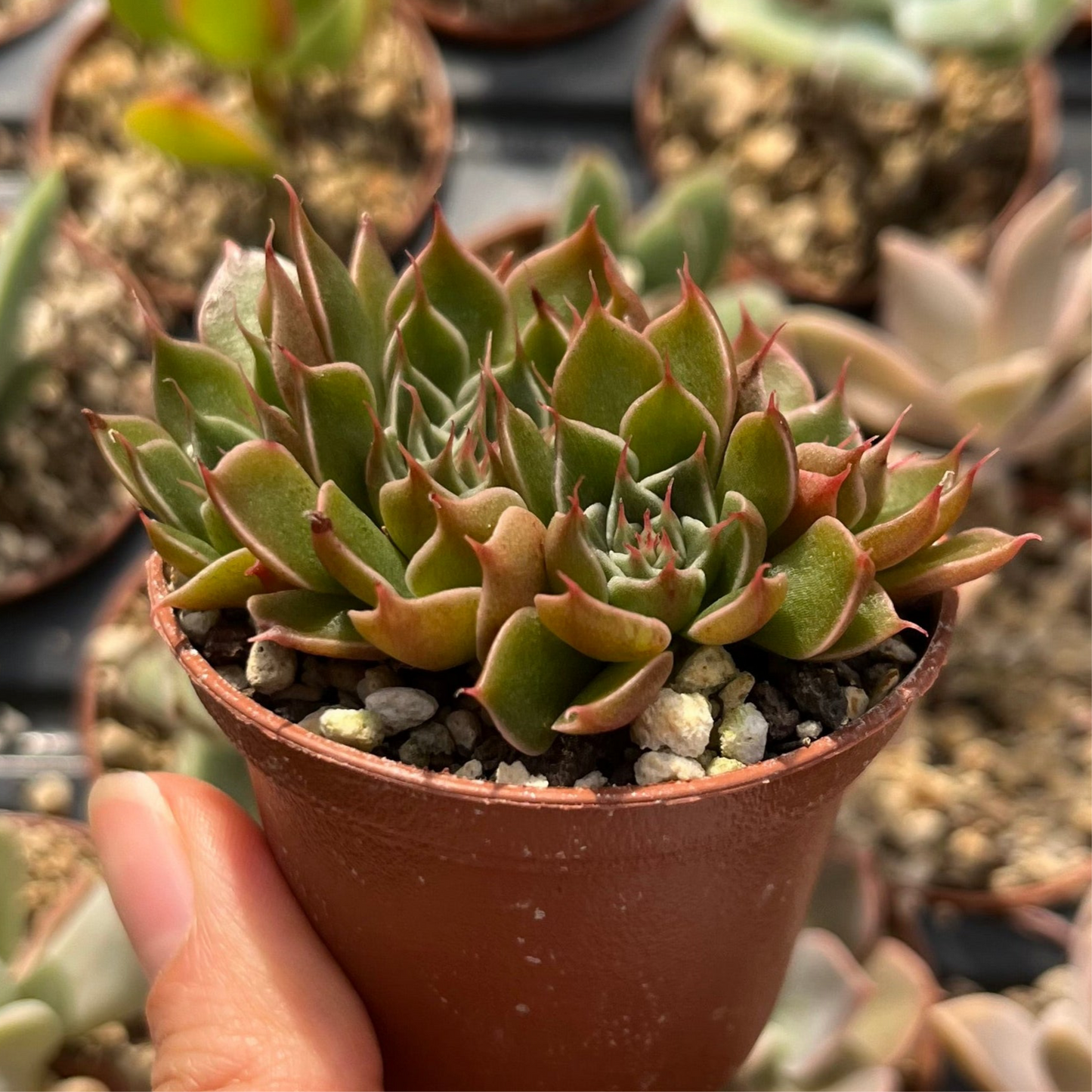 Graptopetalum  bellum Mini
