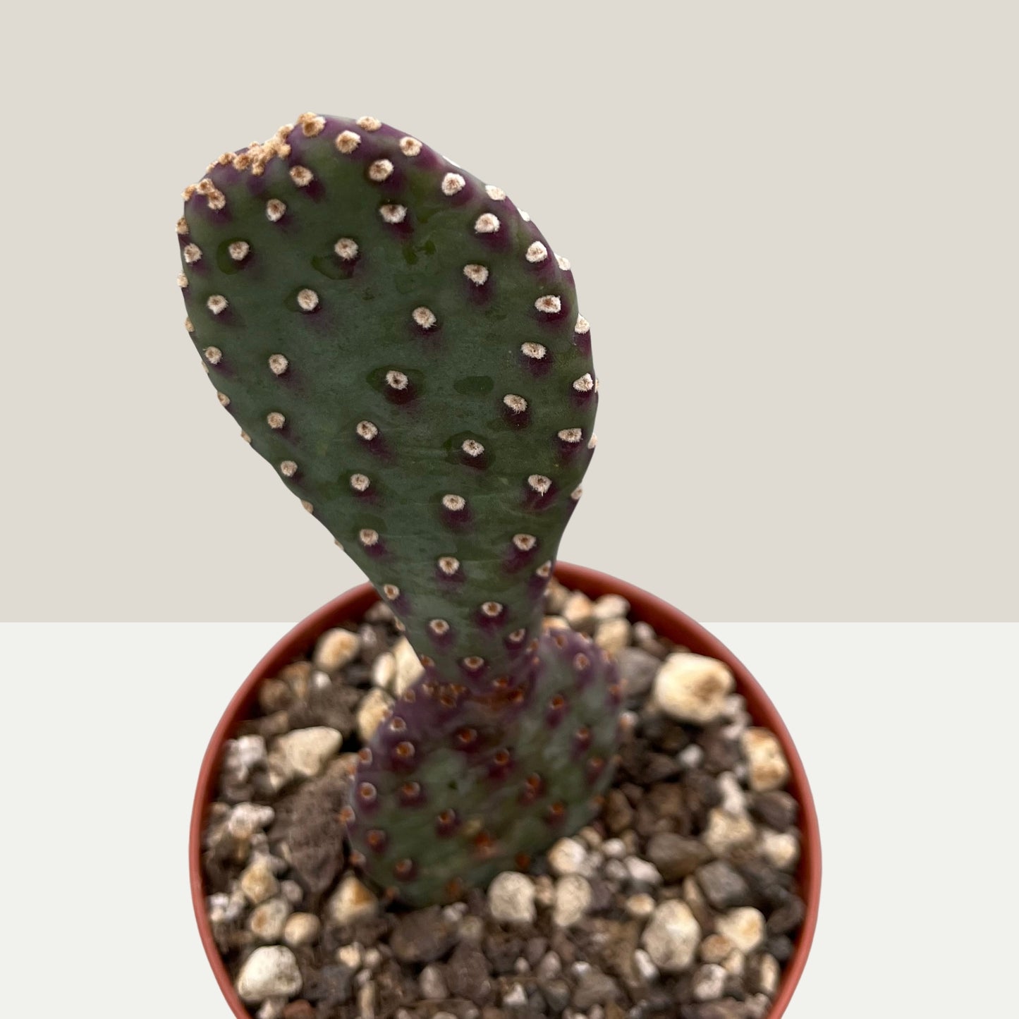 Opuntia basilaris var. caudata 9cm Topf