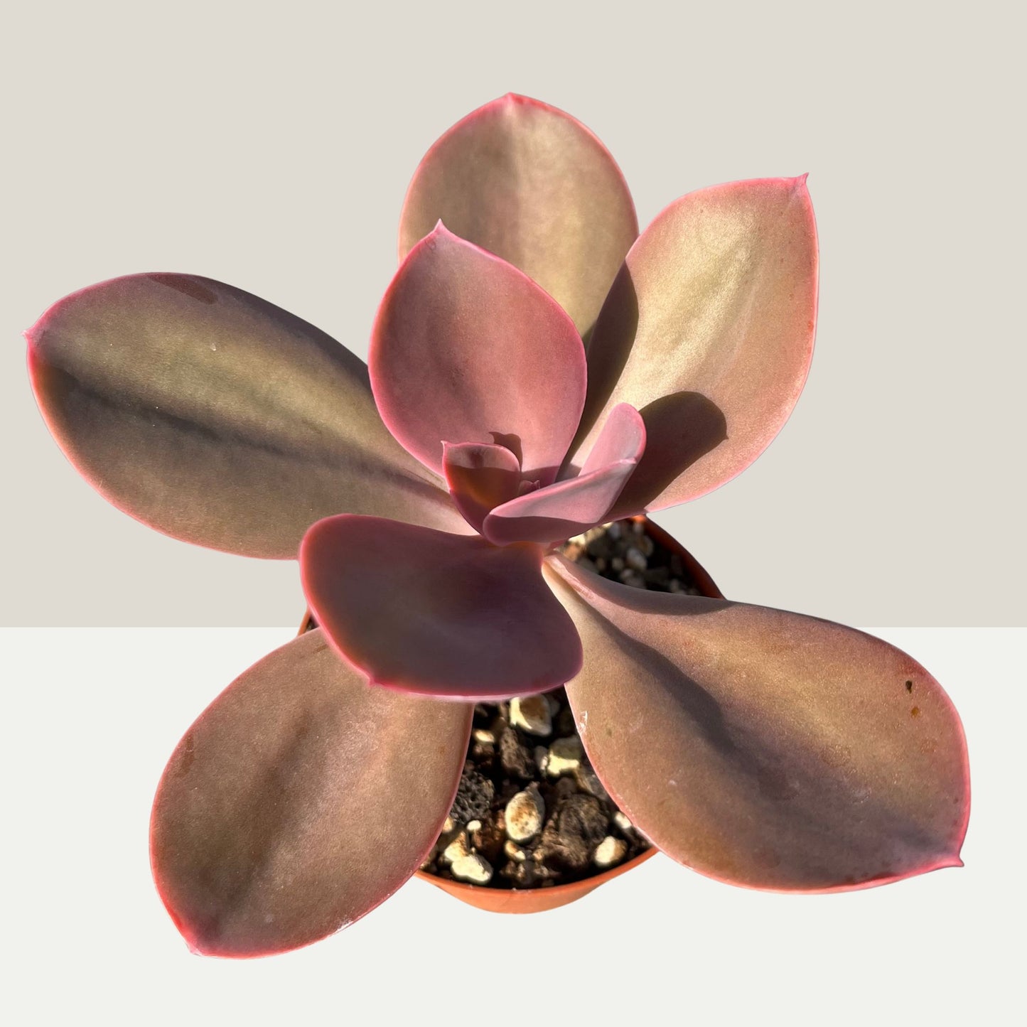 Echeveria gibbiflora Metallica Einzelstück