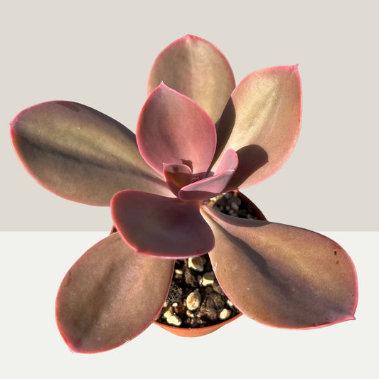 Echeveria gibbiflora Metallica Einzelstück