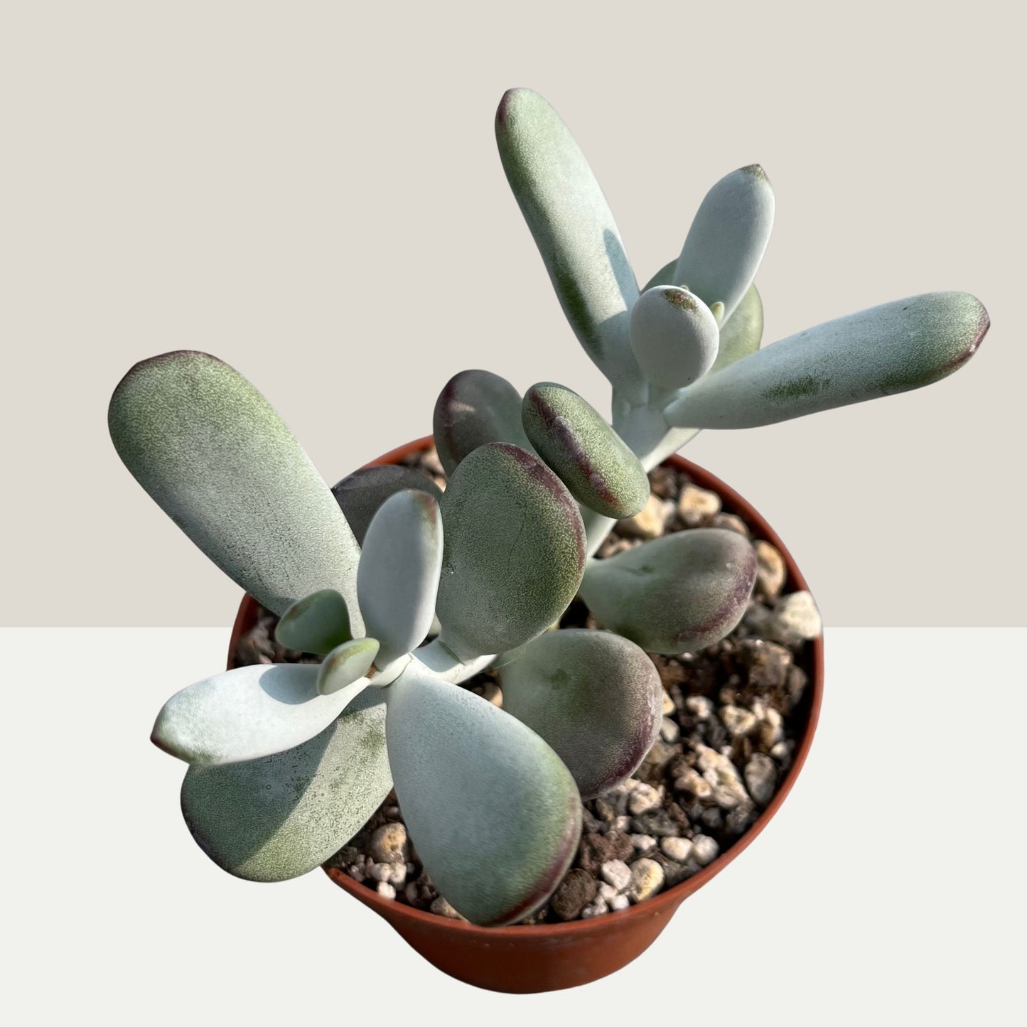 Cotyledon orbiculata Einzelstück
