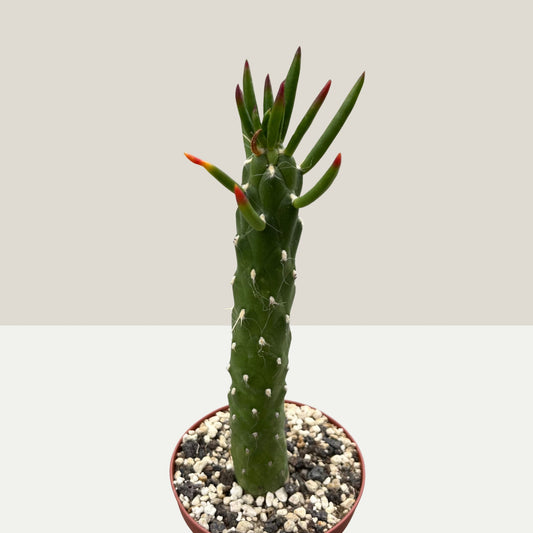 Austrocylindropuntia subulata 9cm Topf