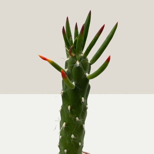 Austrocylindropuntia subulata 9cm Topf