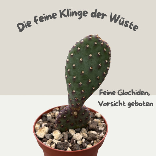 Opuntia basilaris var. caudata 9cm Topf