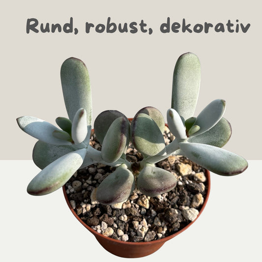 Cotyledon orbiculata Einzelstück