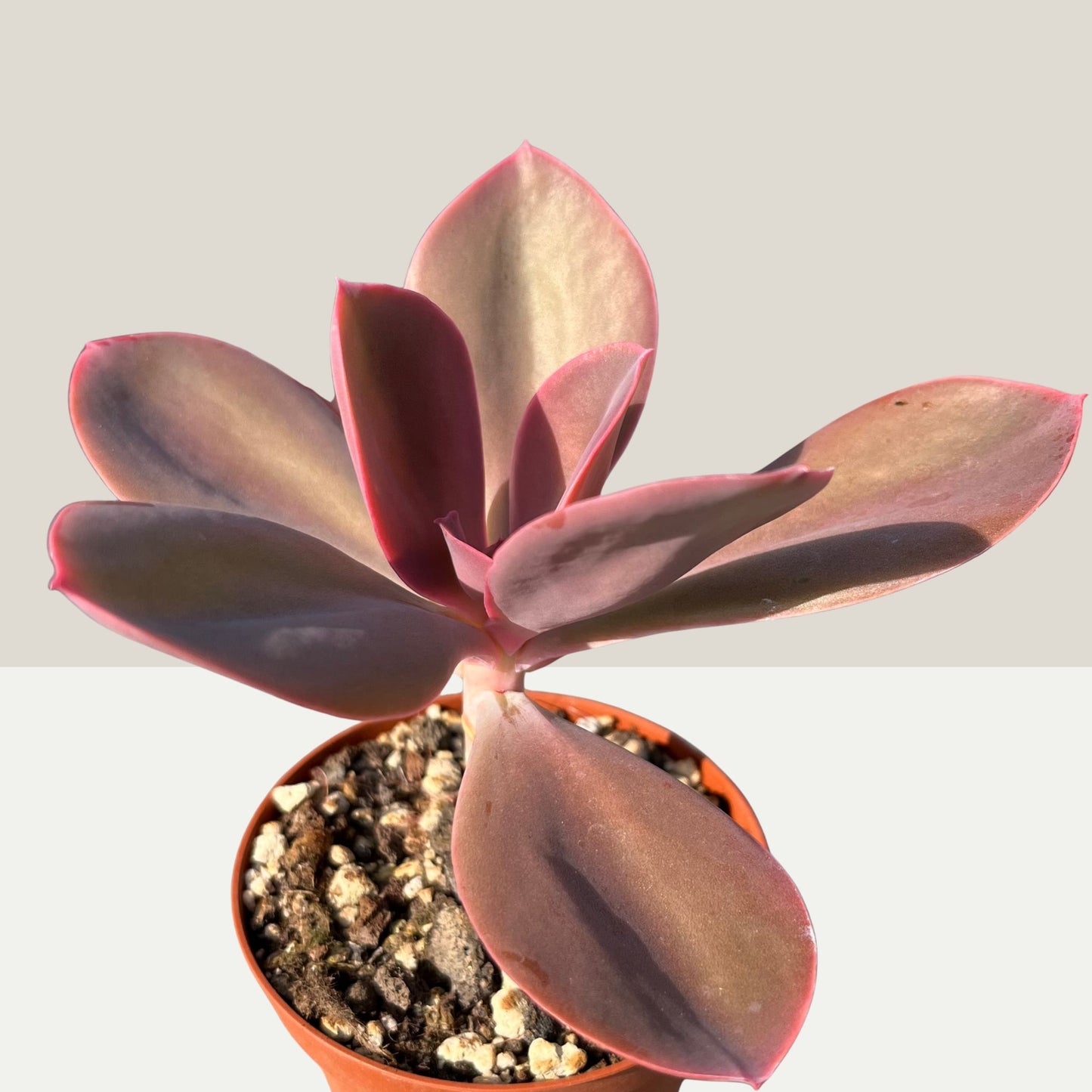 Echeveria gibbiflora Metallica Einzelstück