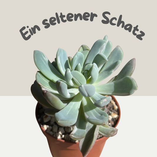 Pachyveria scheideckeri albocarinata Einzelstück