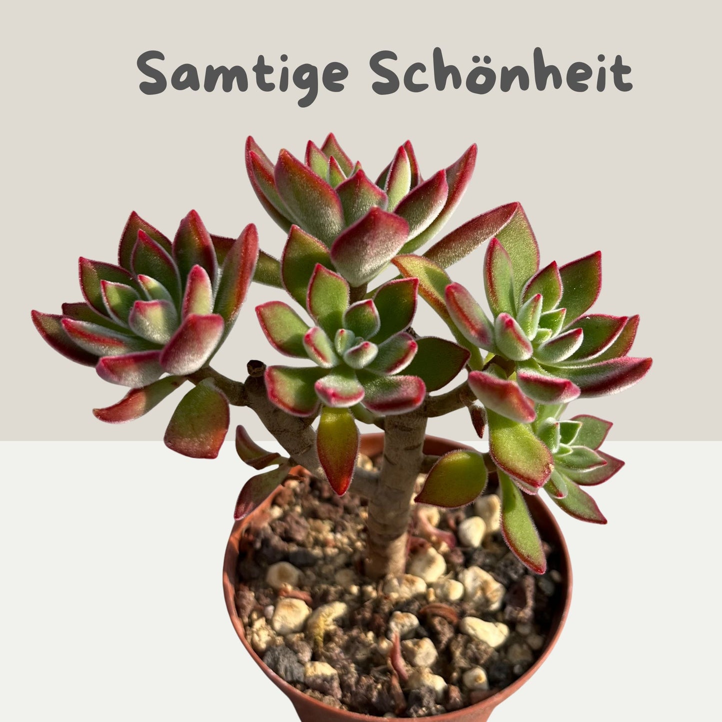 Echeveria pulvinata 'Devotion' verzweigt, baumartig Einzelstück