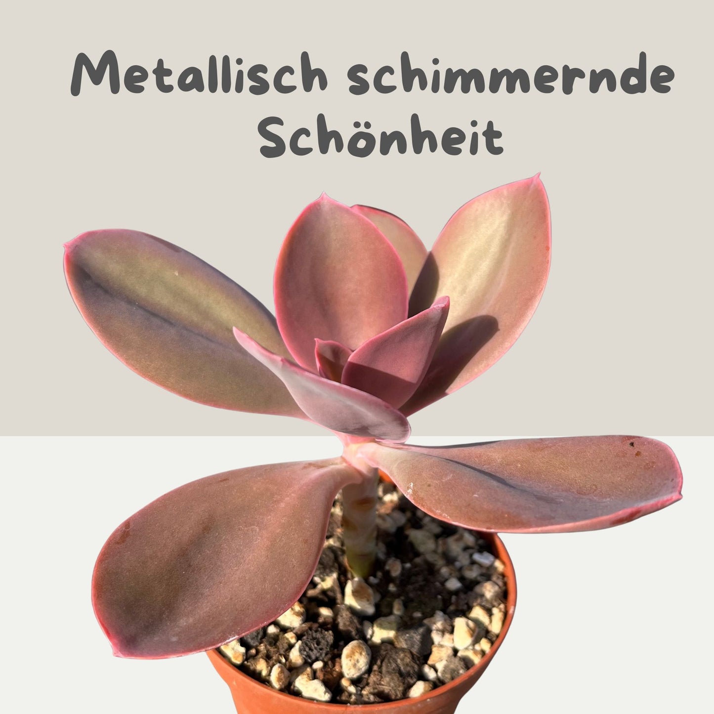 Echeveria gibbiflora Metallica Einzelstück