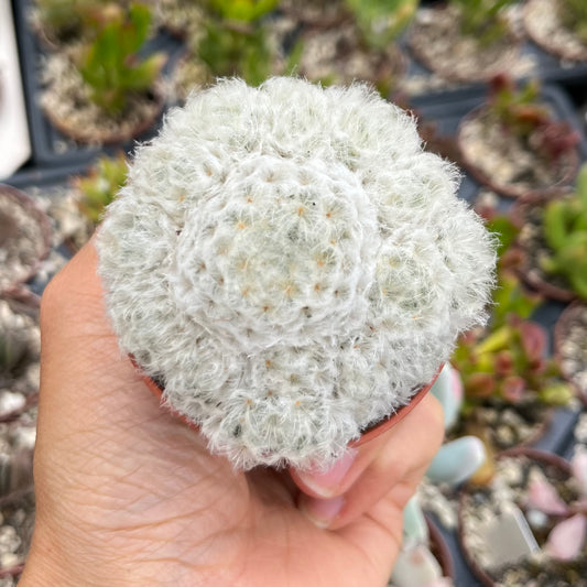 Mammillaria plumosa Mini