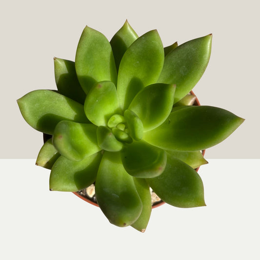 Echeveria agavoides Einzelstück