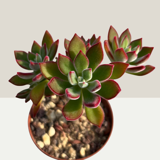 Echeveria pulvinata 'Devotion' verzweigt, baumartig Einzelstück