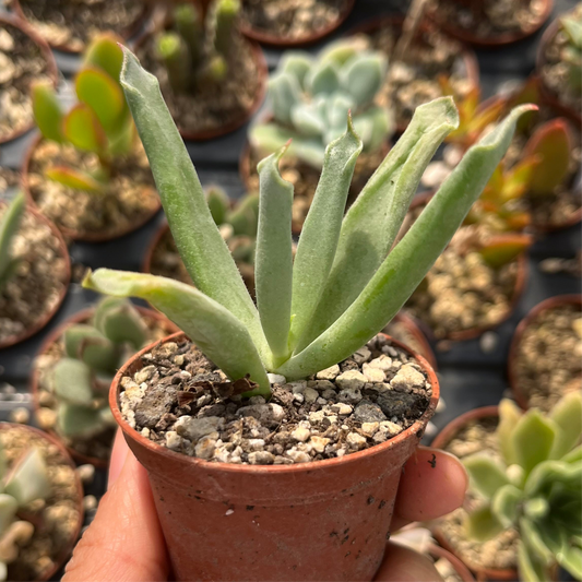 Cotyledon campanulata Mini