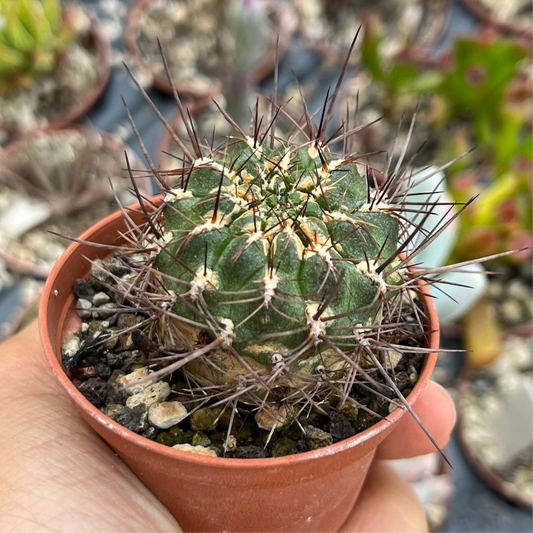 Sulcorebutia steinbachii