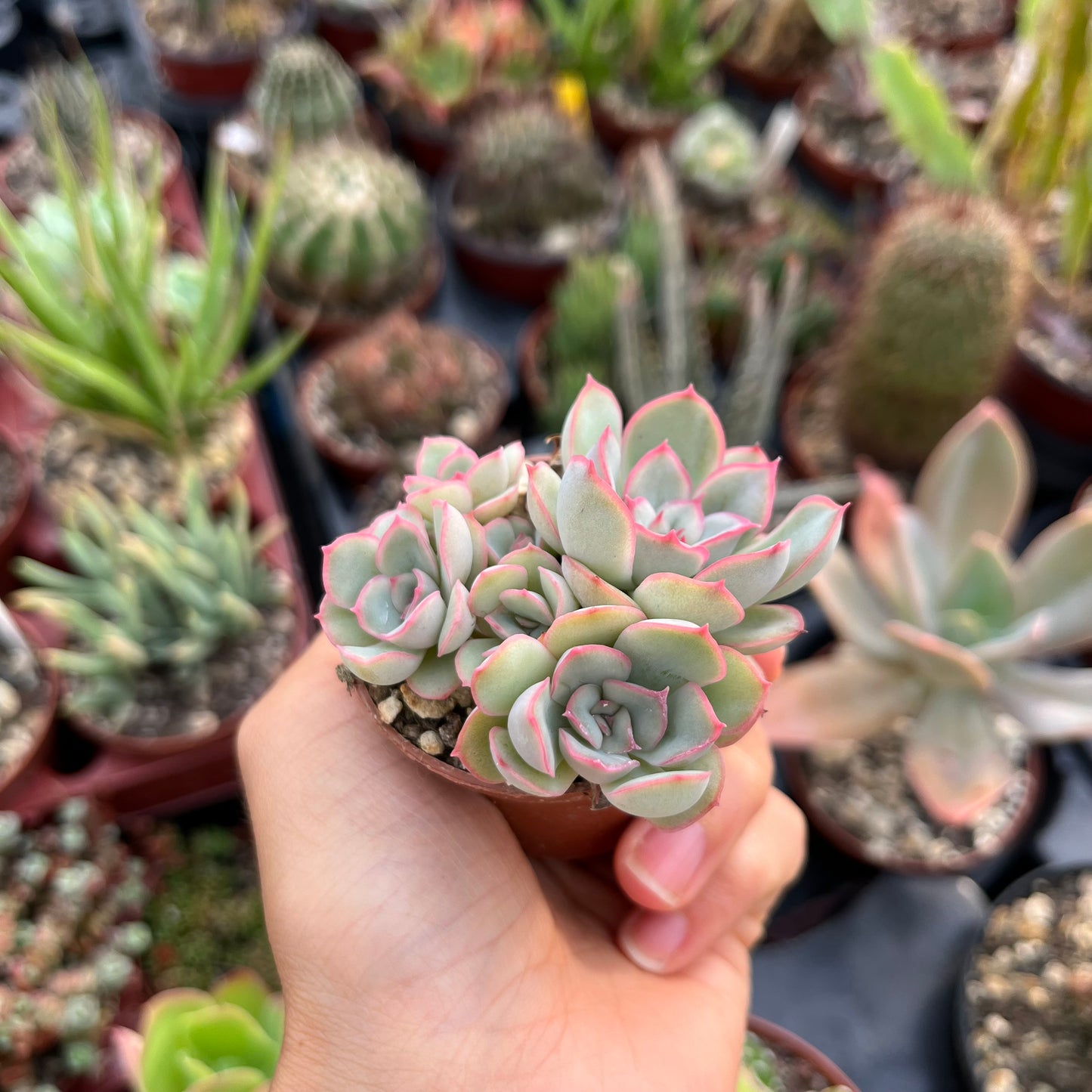 Echeveria Pink Line Gruppe Mini
