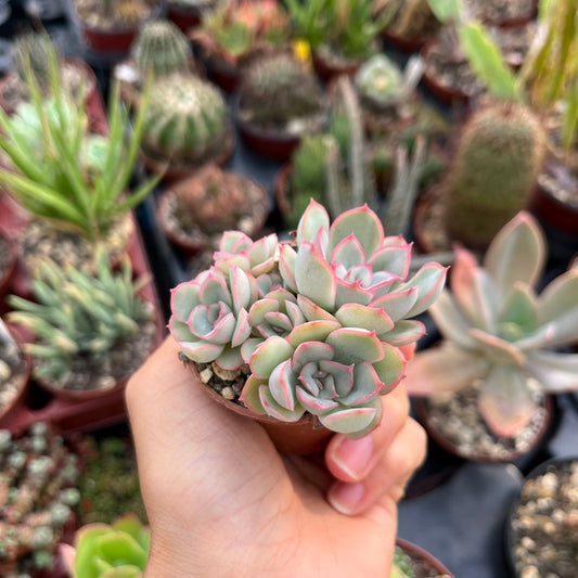 Echeveria Pink Line Gruppe Mini