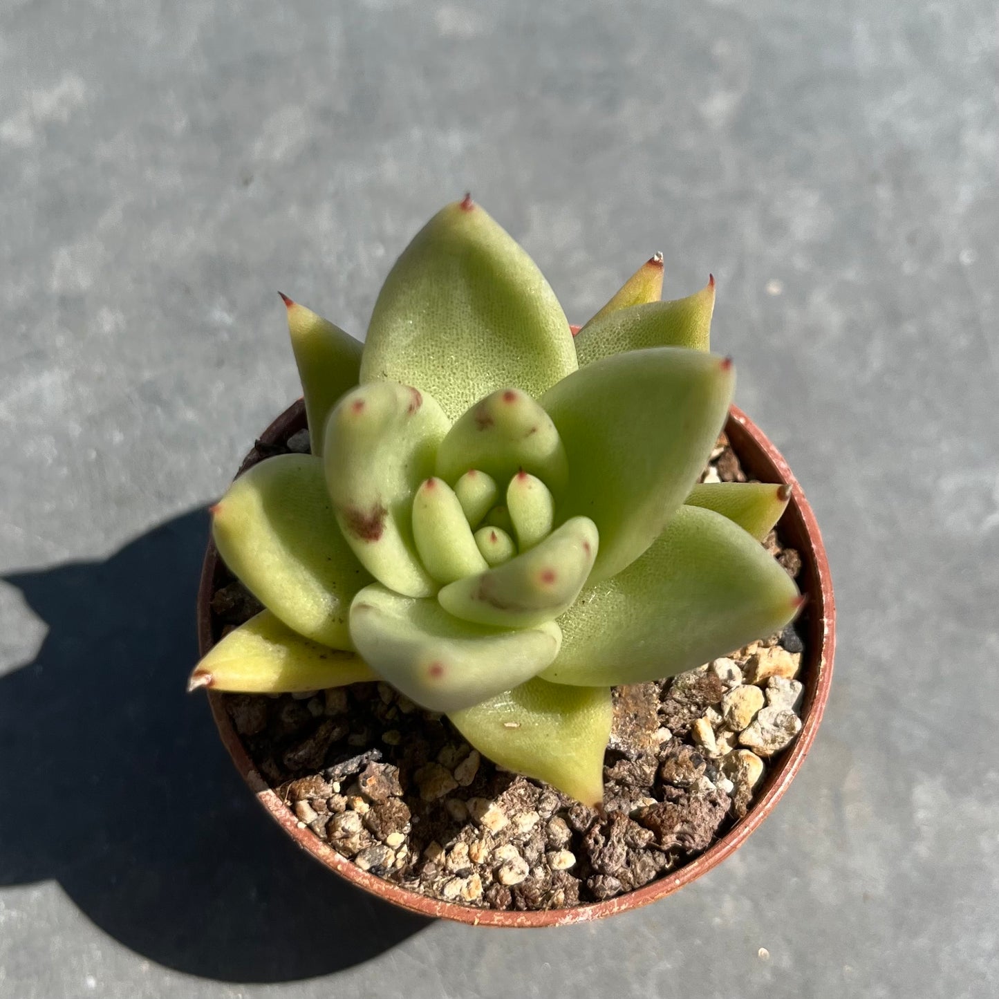 Echeveria agavoides Mini