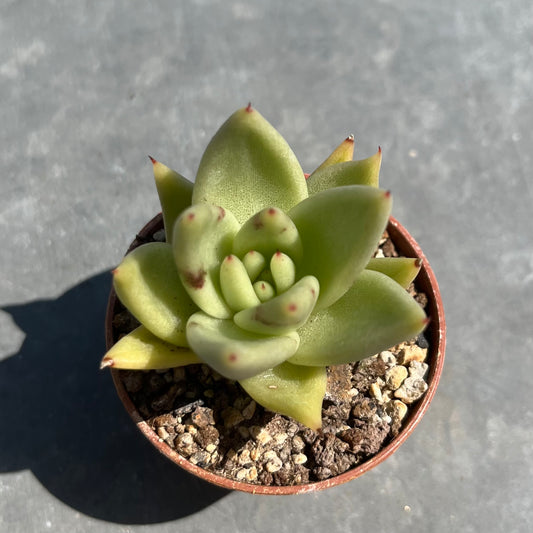 Echeveria agavoides Mini