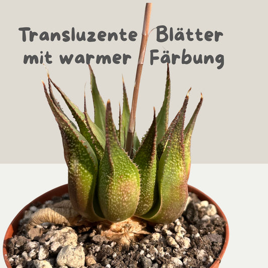 Haworthia mirabilis v. rubrodentata Einzelstücke