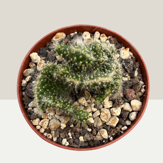 Opuntia cylindrica cristata 9cm Topf