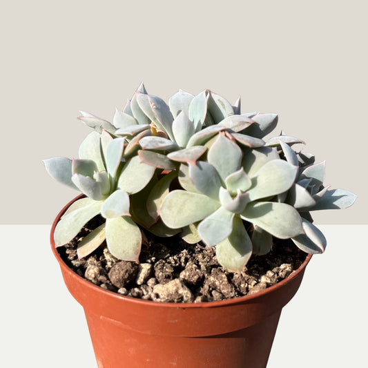 Echeveria zaragoza Einzelstück