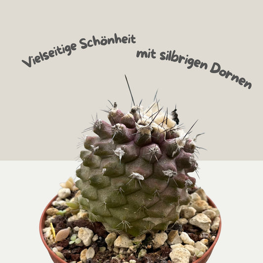 Copiapoa humilis 8cm Topf