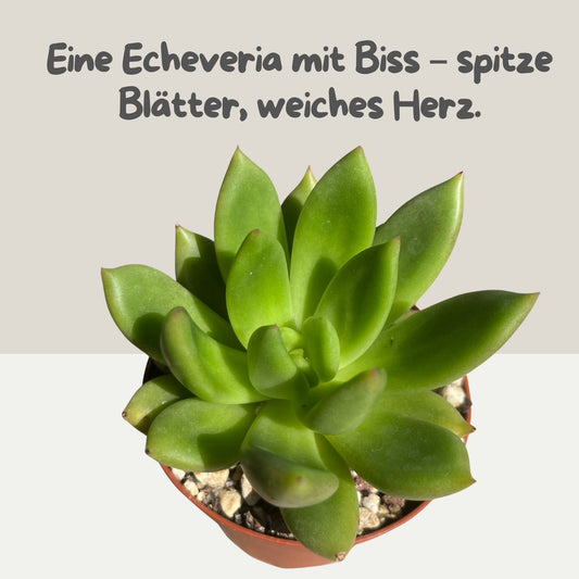 Echeveria agavoides Einzelstück