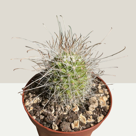 Cochemiea setispina 9cm Topf