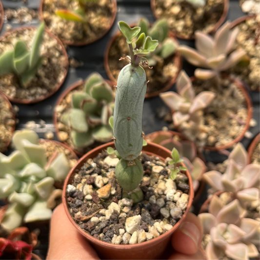 Senecio articulatus Mini