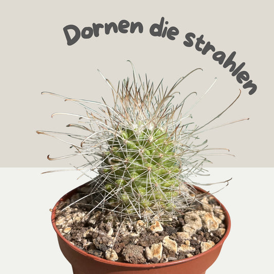 Cochemiea setispina 9cm Topf