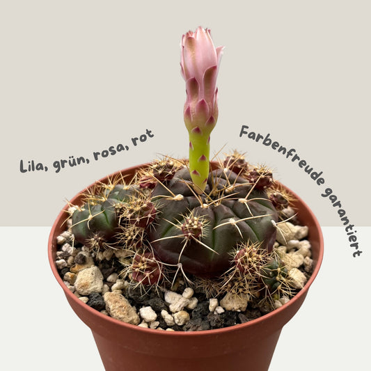 Gymnocalycium mihanovichii 9cm Topf