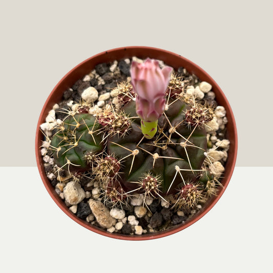 Gymnocalycium mihanovichii 9cm Topf