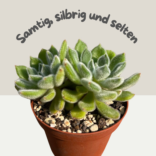 Echeveria Setosa Einzelstück