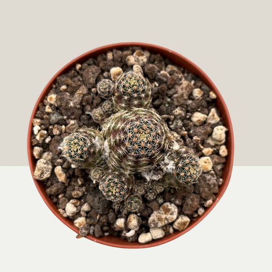 Medilobivia pygmaea 9cm Topf