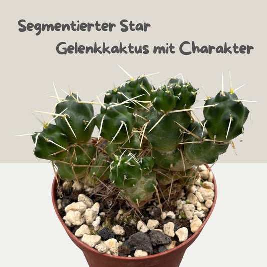 Tephrocactus atroviridis 9cm Topf