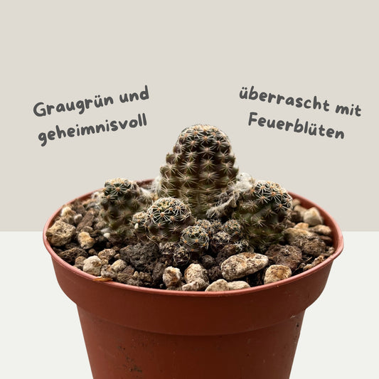 Medilobivia pygmaea 9cm Topf