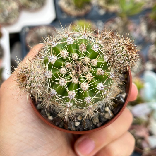Echinopsis Mini