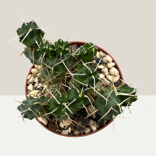 Tephrocactus atroviridis 9cm Topf