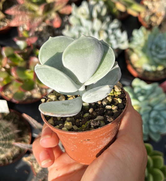Cotyledon undulata Mini