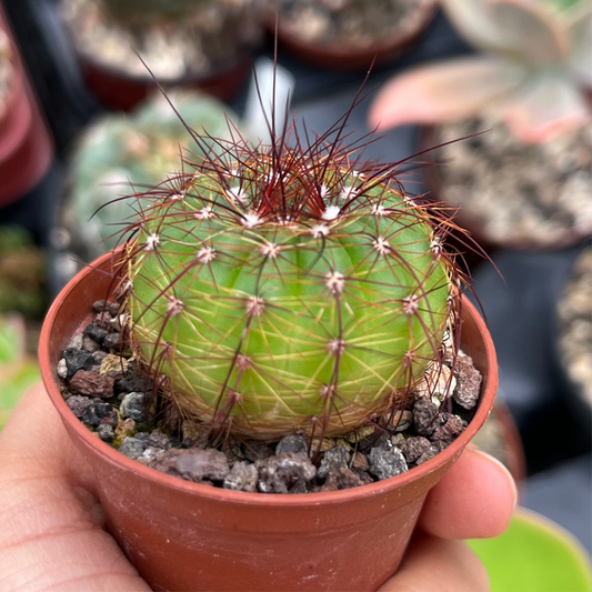 Notocactus Mini
