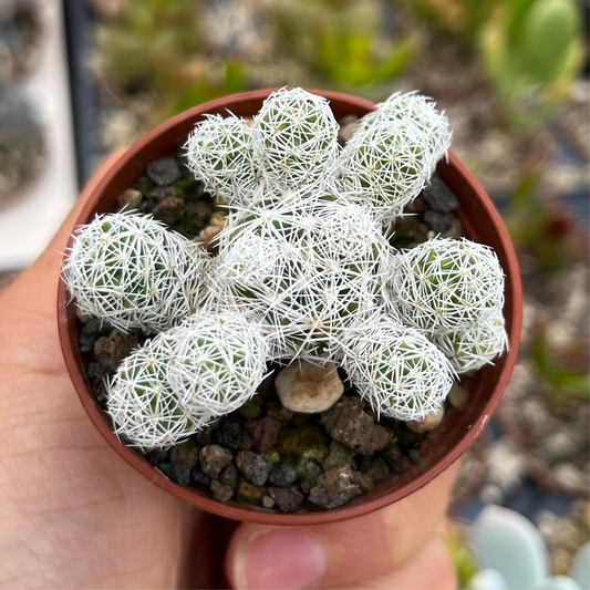 Mammillaria vetula Mini