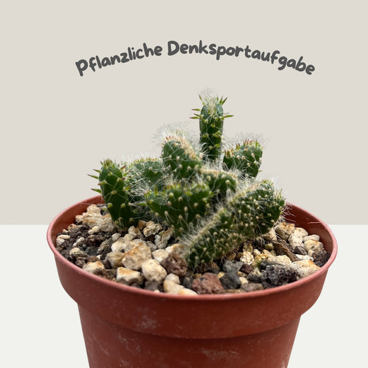 Opuntia cylindrica cristata 9cm Topf