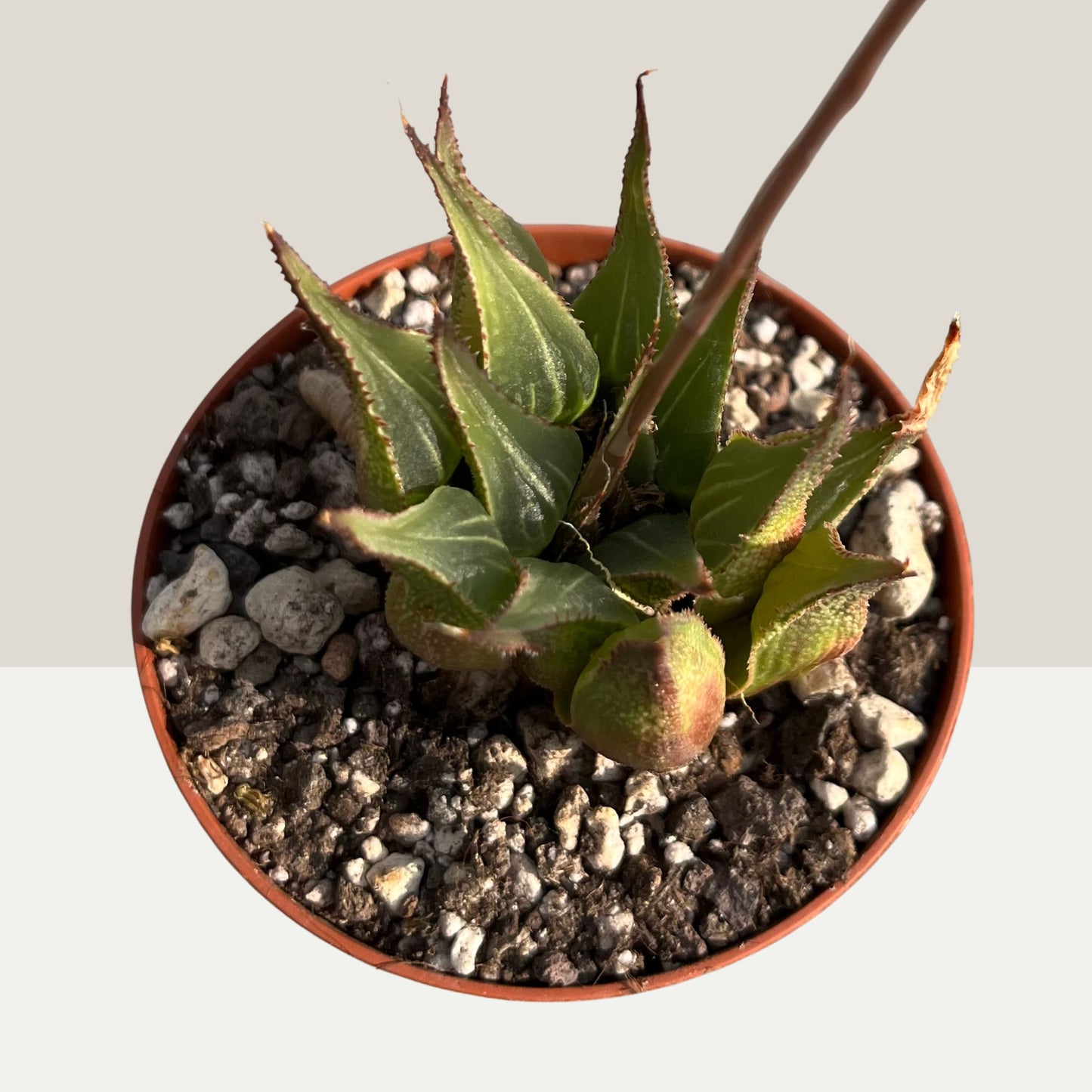 Haworthia mirabilis v. rubrodentata Einzelstücke