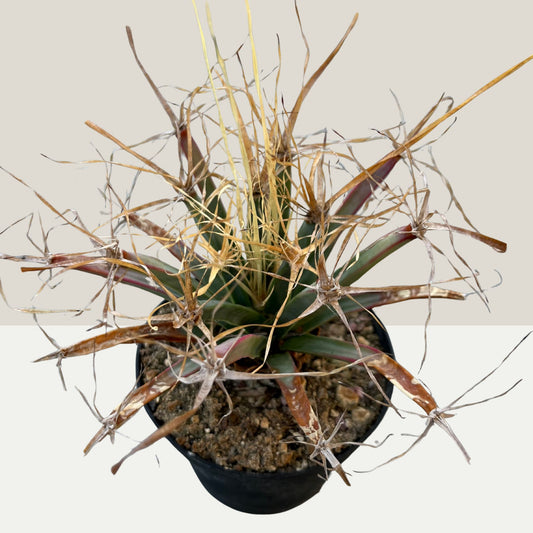 Leuchtenbergia principis 11cm Topf