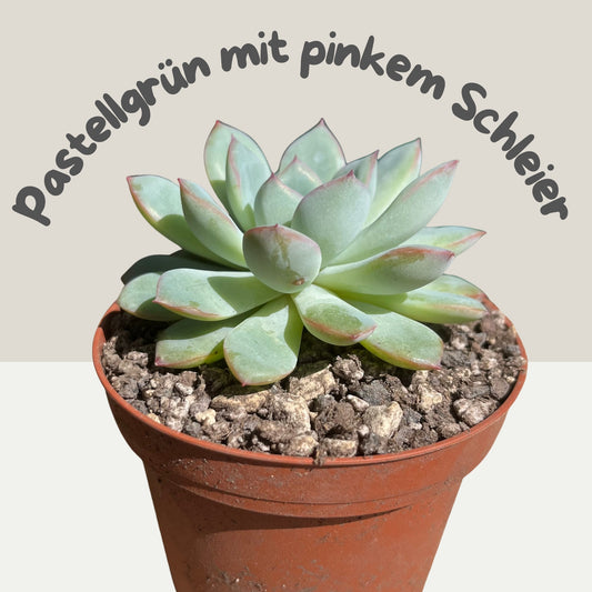 Echeveria Pink Line Einzelstück