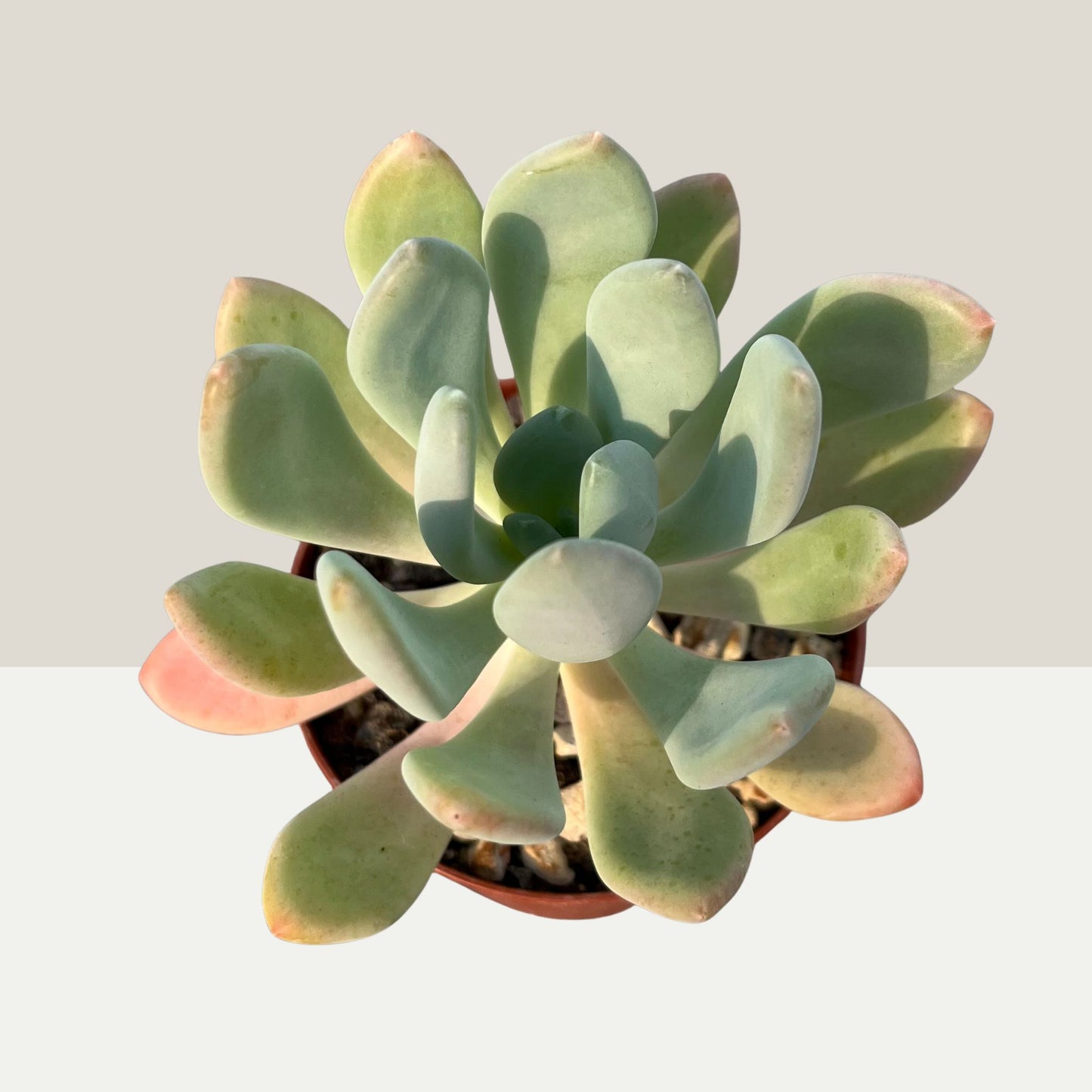 Pachyphytum clavifolia Einzelstück