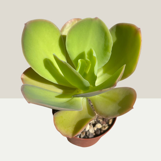 Echeveria pallida Einzelstück
