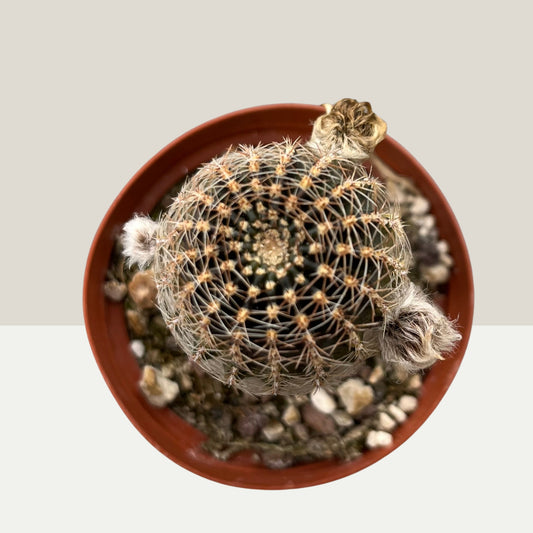Echinopsis densispina 9cm Topf
